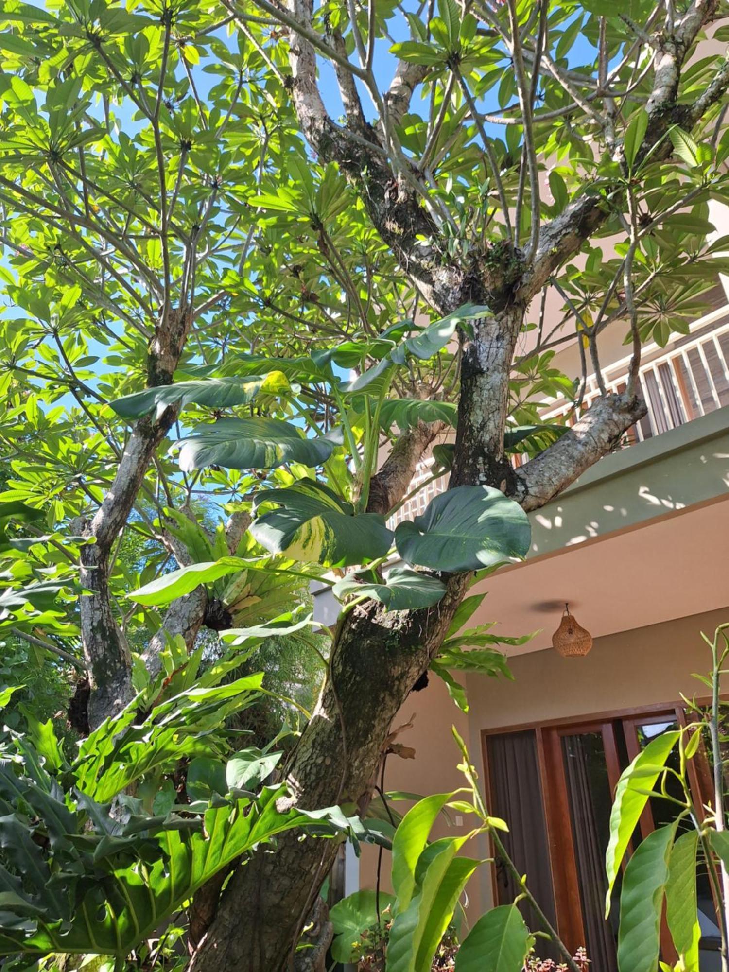 Kasapa Inn Ubud Exterior foto